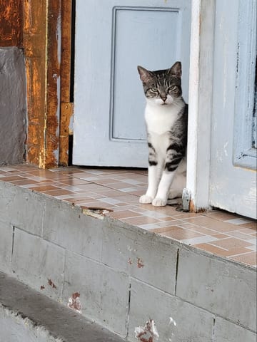 A gray and white cat standing in a doorway