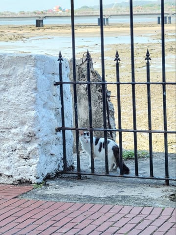 A cat sitting beside a black gate at the seawall